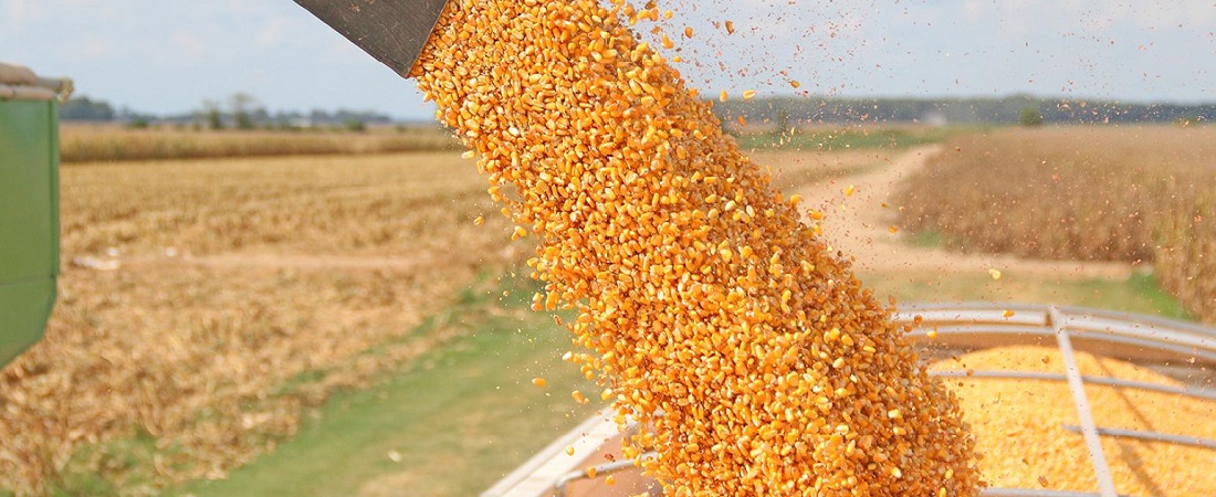  Argentina takes over Brazil’s share in the corn market, says analyst