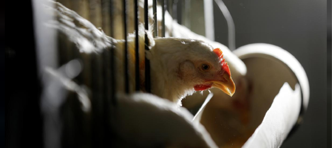 Chicken for sale in cages of São Paulo - Import tariffs exemptions