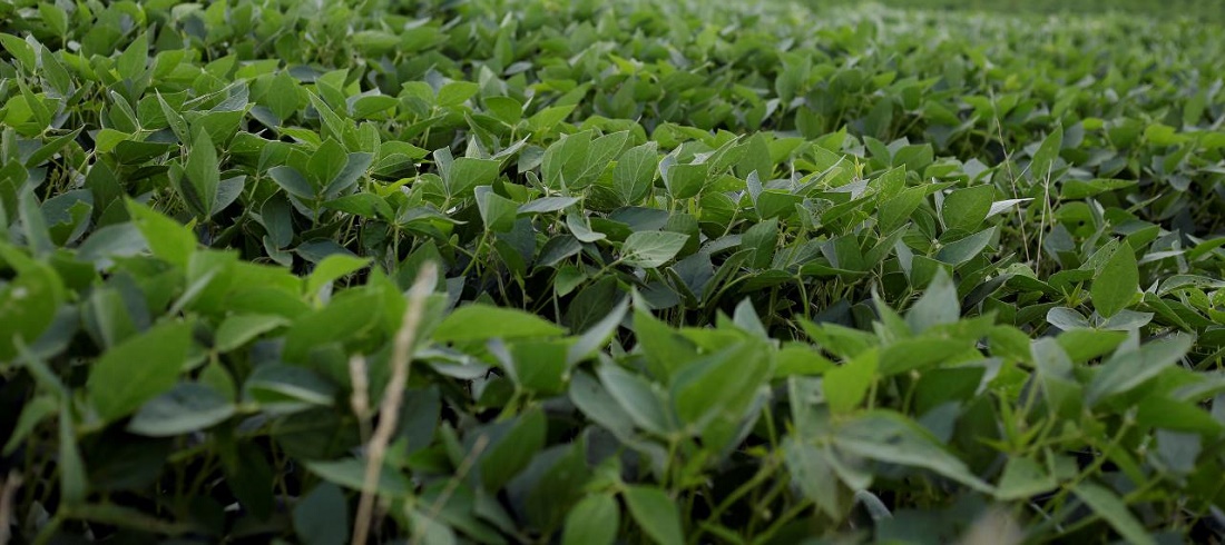 Soybean harvest