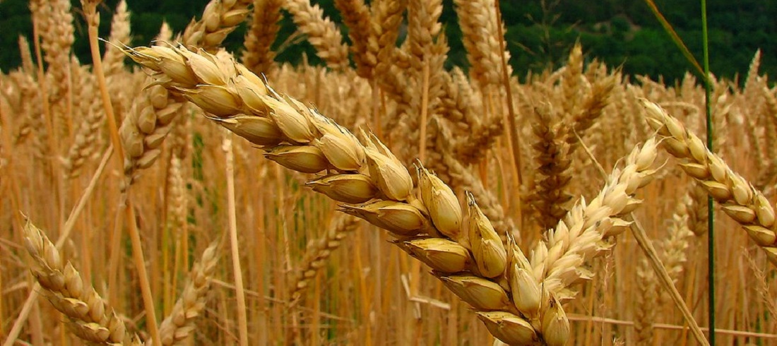 Uruguay's grain prospect - Barley