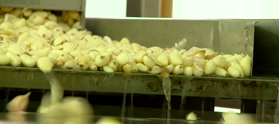 garlic processing production and selection at the factory on a conveyor belt