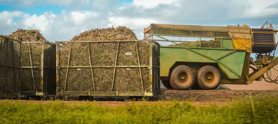 Cane harvest