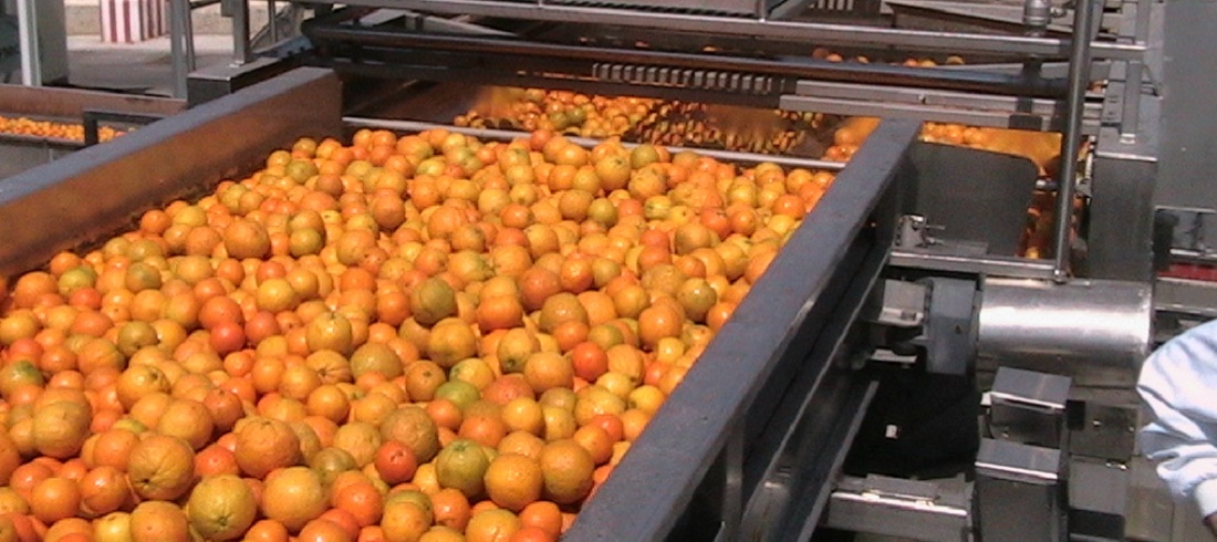 Orange juice exports