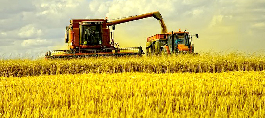 wheat harvest