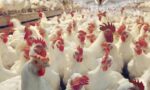 Chicken exports and pork exports - Chicken slaughter unit