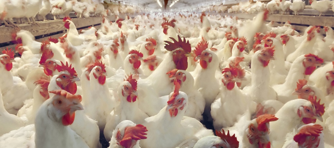 Chicken exports and pork exports - Chicken slaughter unit