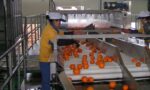 Orange juice bottling factory
