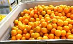 Orange juice exports - orange juice production