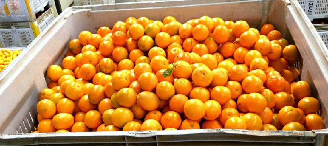 Orange juice exports - orange juice production