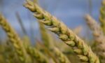 Uruguay wheat exports - farm