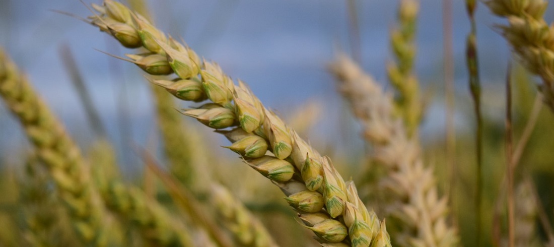 Uruguay wheat exports - farm