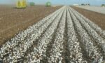 Cotton harvesters on the field
