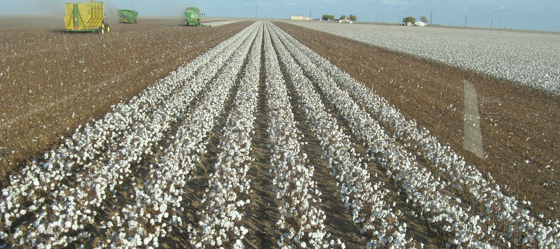 Cotton harvesters on the field