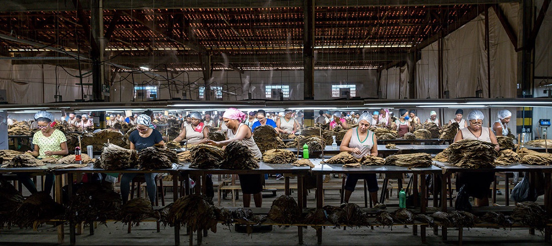 Villiger Brazil Tobacco factory