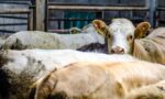 Brasil negocia exportação de gado vivo