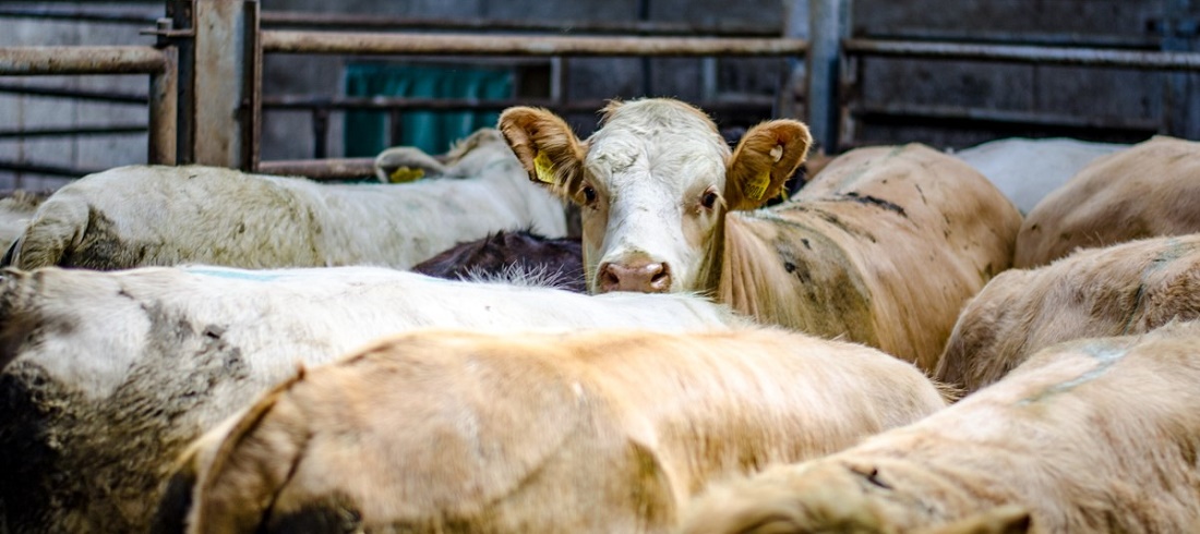 Brasil negocia exportação de gado vivo