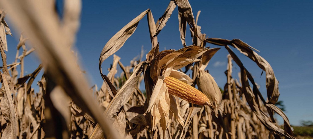 corn exports - exportação de milho