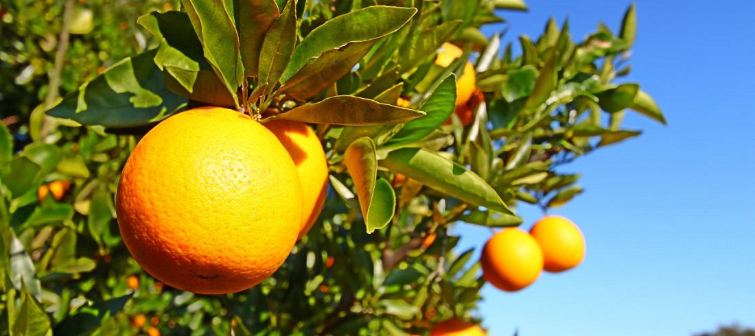 suco de laranja (orange juice)