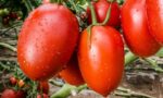 Argentina tomates (tomatoes)