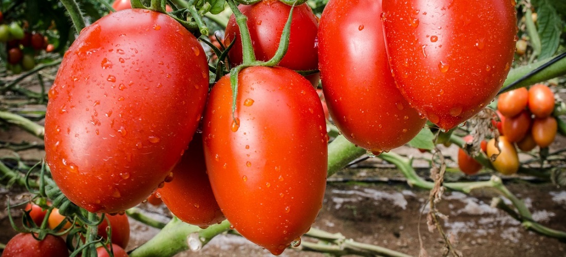 Argentina tomates (tomatoes)
