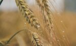 Argentina wheat exports (exportações de trigo)