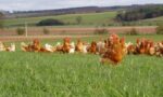 England returned 16 containers of chicken meat contaminated with salmonella to Brazil. 20% of the country's birds are contaminated.