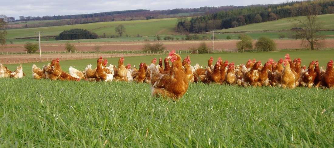 England returned 16 containers of chicken meat contaminated with salmonella to Brazil. 20% of the country's birds are contaminated.