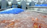 Exportações de camarão argentino - Argentine shrimp exports