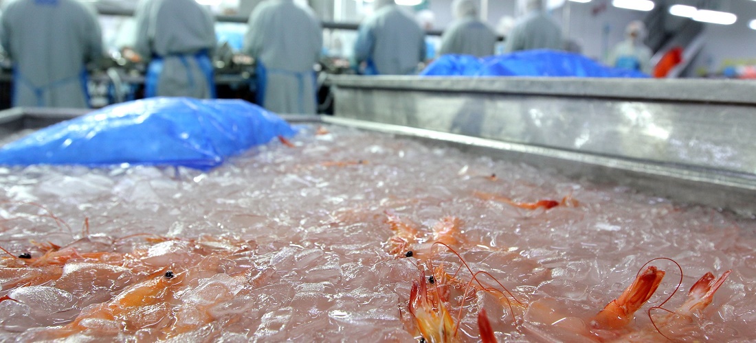 Exportações de camarão argentino - Argentine shrimp exports