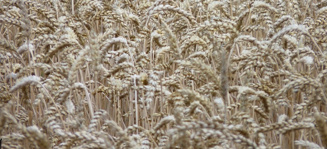 Geada-aumenta-exportação-de-trigo-Frost-wheat-exports.