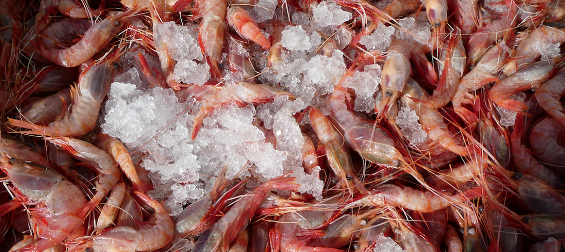 Red shrimp Argentina