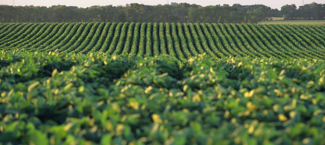 Argentine soybean harvest