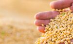 drought damages soybean harvest