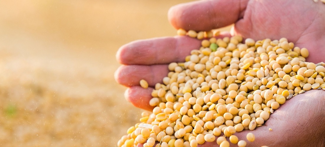 drought damages soybean harvest