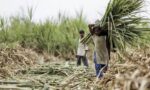 India sugar export subsidies