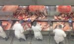 exportações de carne bovina - brazil beef exports 2019