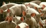 exportações de carne suína - pork beef exportation