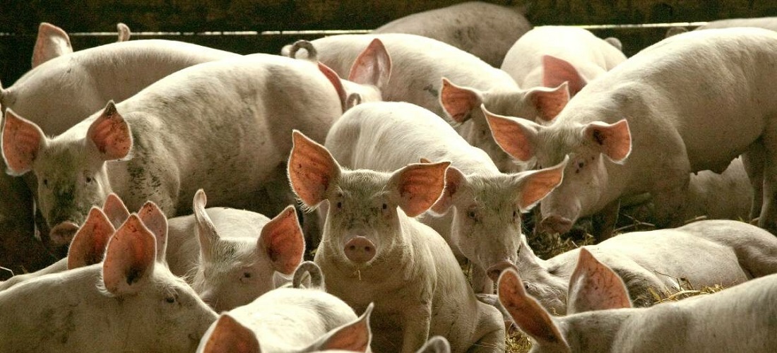 exportações de carne suína - pork beef exportation