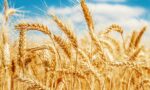 importação trigo - wheat import