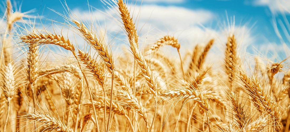 importação trigo - wheat import