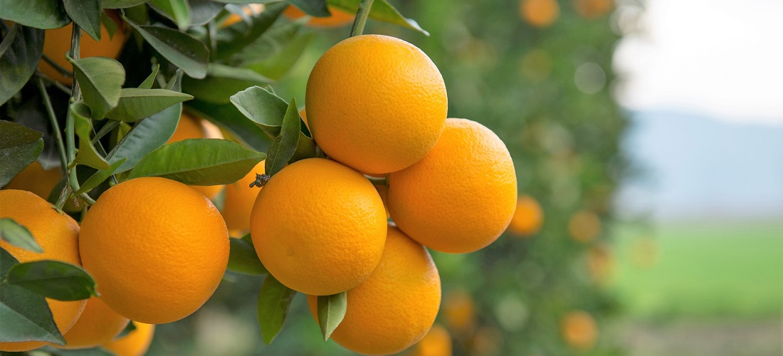 exportações de suco de laranja / orange