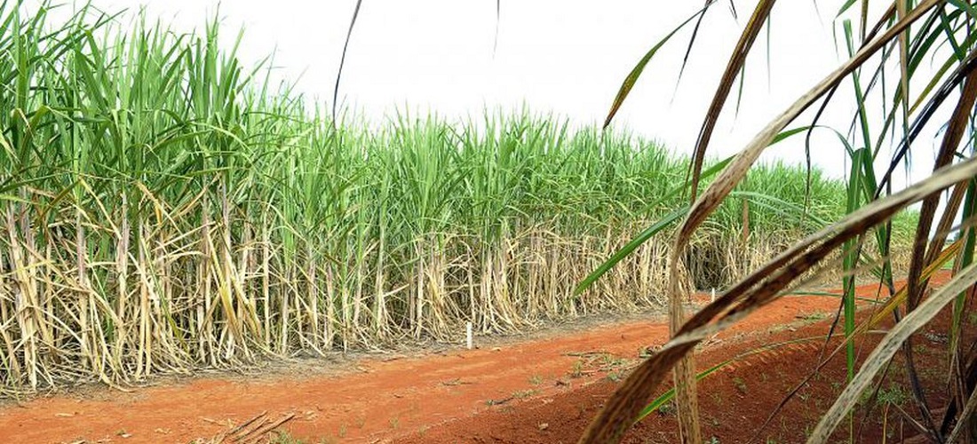 WTO sugar dispute / disputa do açúcar na OMC