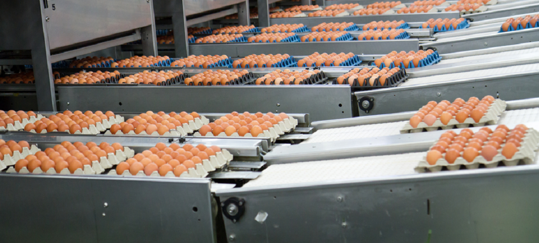 exportação total de ovos / Brazilian egg exports