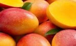 mango exports