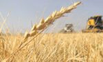 wheat harvest / grain exports