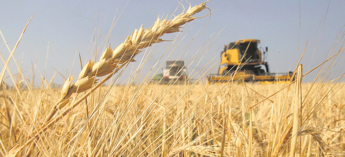 wheat harvest / grain exports