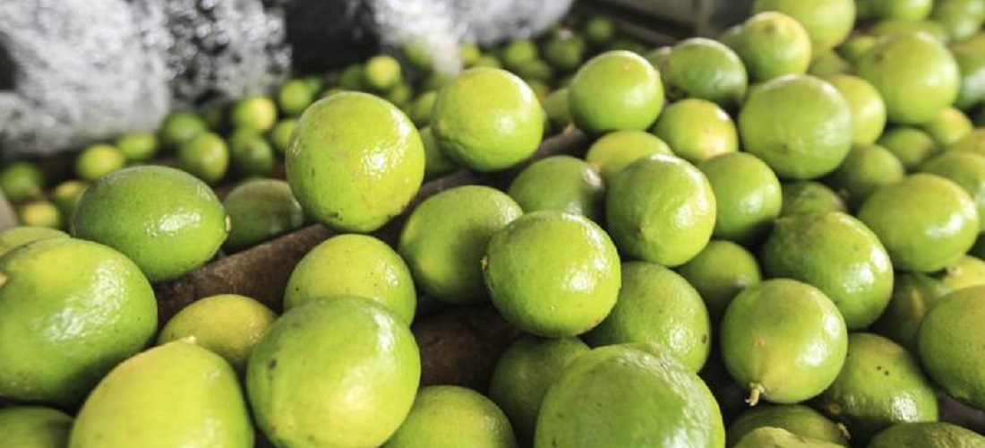 Brazilian Tahiti limes / limão taiti Brasileiro