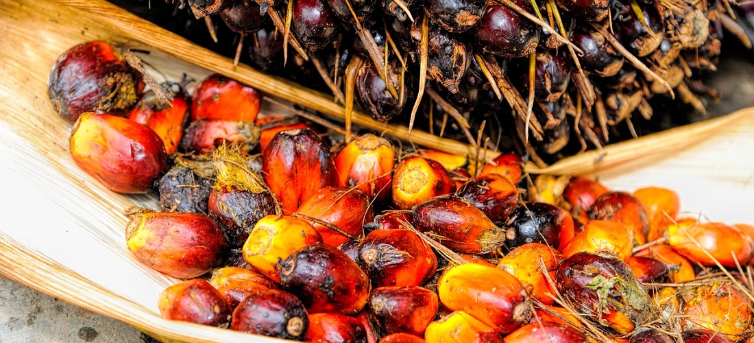palm oil export ban / exportação de óleo de palma