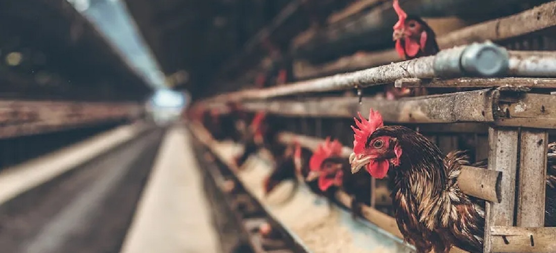 Chile conquista autorização para exportar carne de aves e produtos derivados para o Paraguai