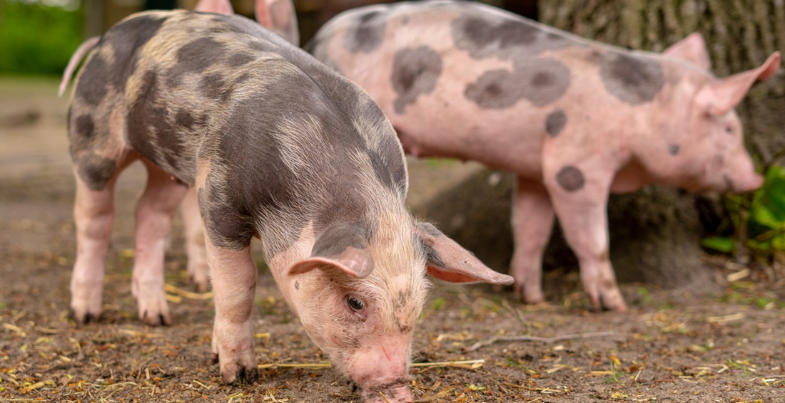  Brasil lidera exportações mundiais de cortes cárneos congelados de suínos